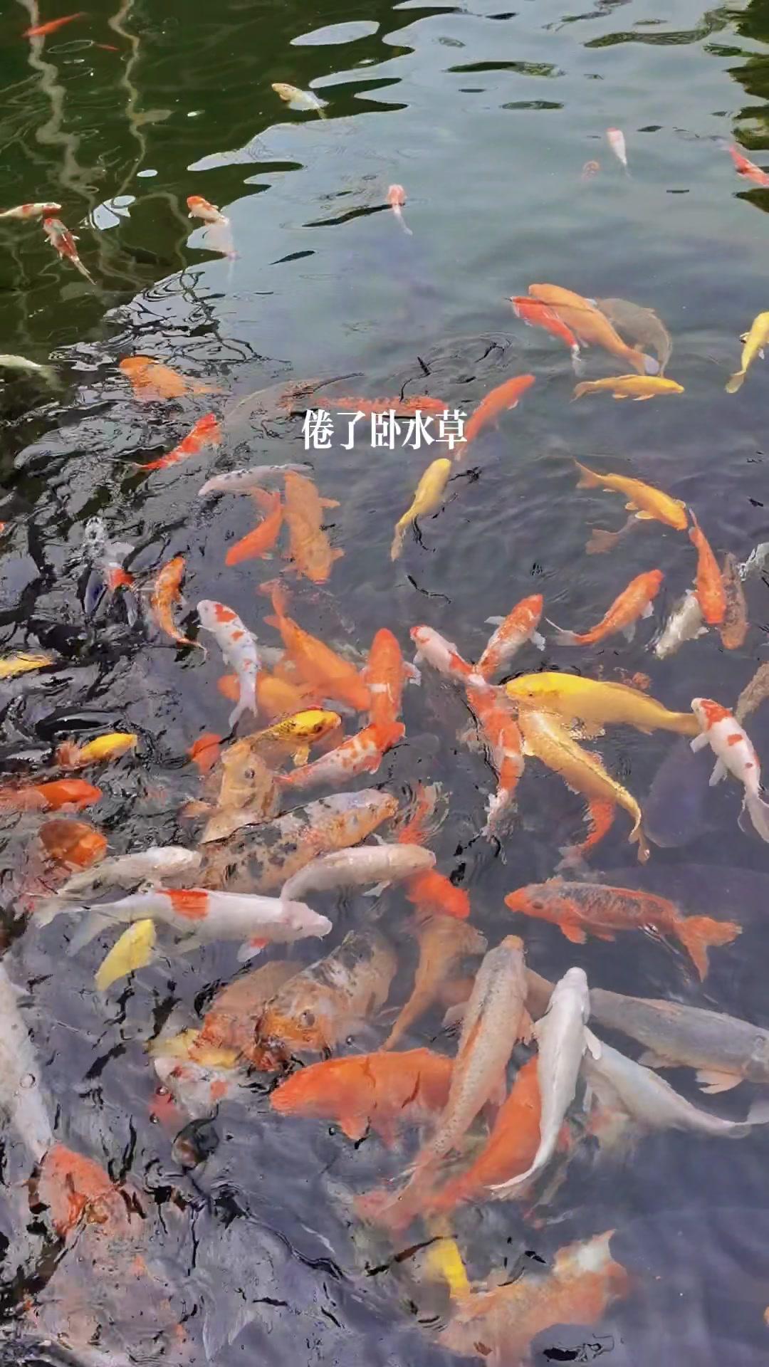 鱼儿自由自在的水中游 一起享受大自然的美 唯美意境 原创 万物皆有灵性