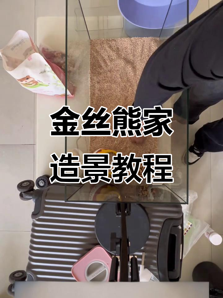 60基玻璃缸金丝熊造景全攻略，打造温馨家园