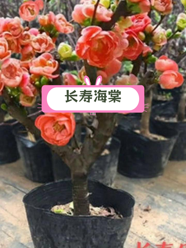 长寿海棠花:四季开花,室内外皆宜