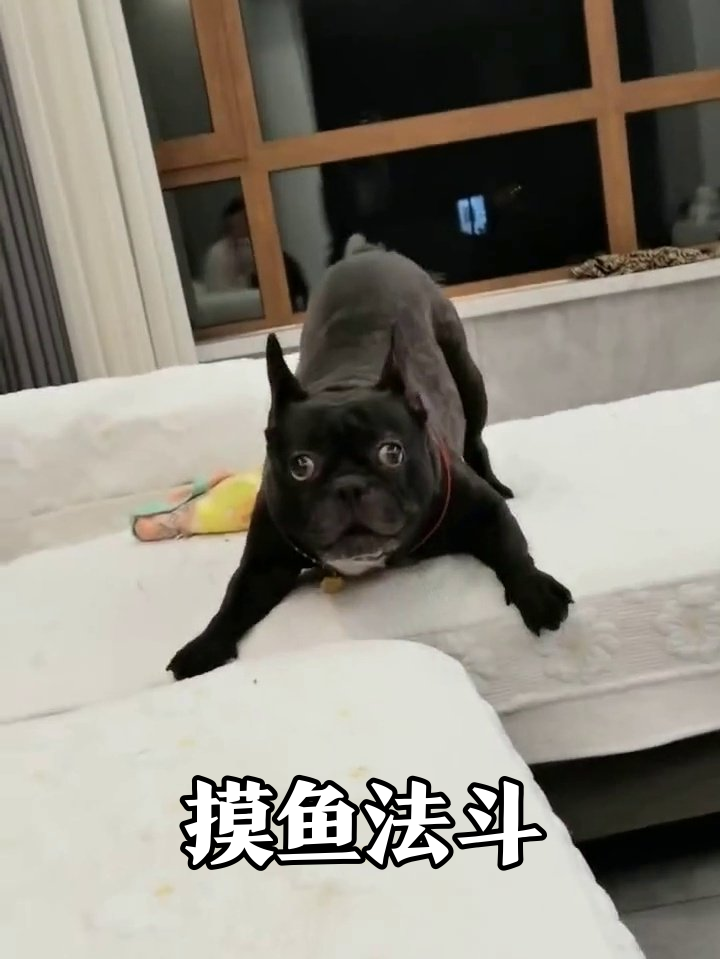 法斗保安上班摸鱼,趴在沙发边缘偷看,表情过于真实