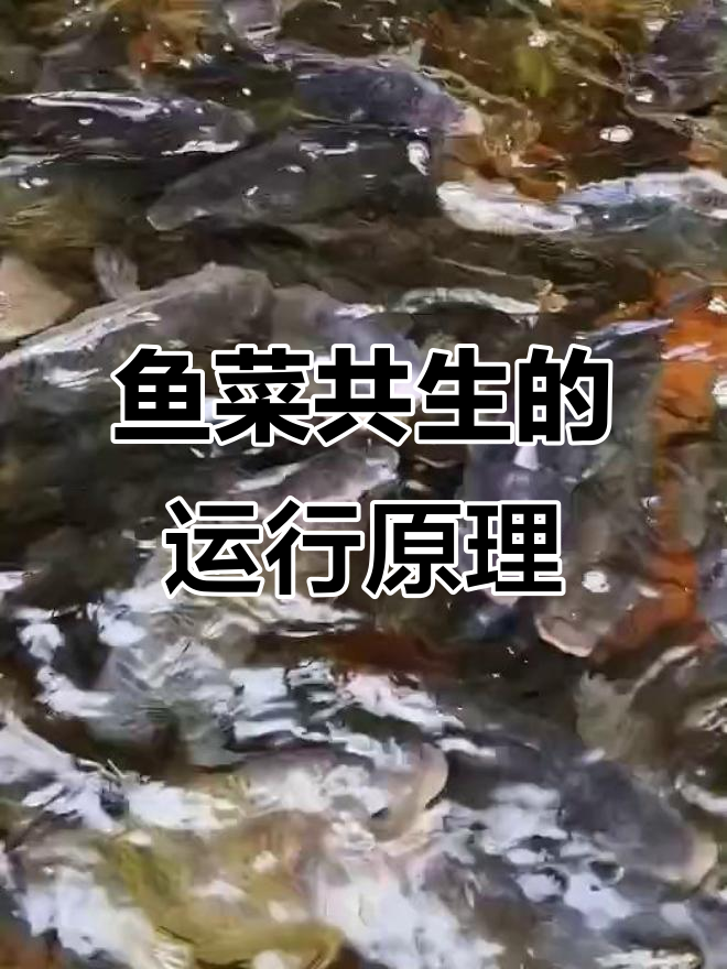 鱼菜共生系统:从鱼池到种植区,水循环全解析