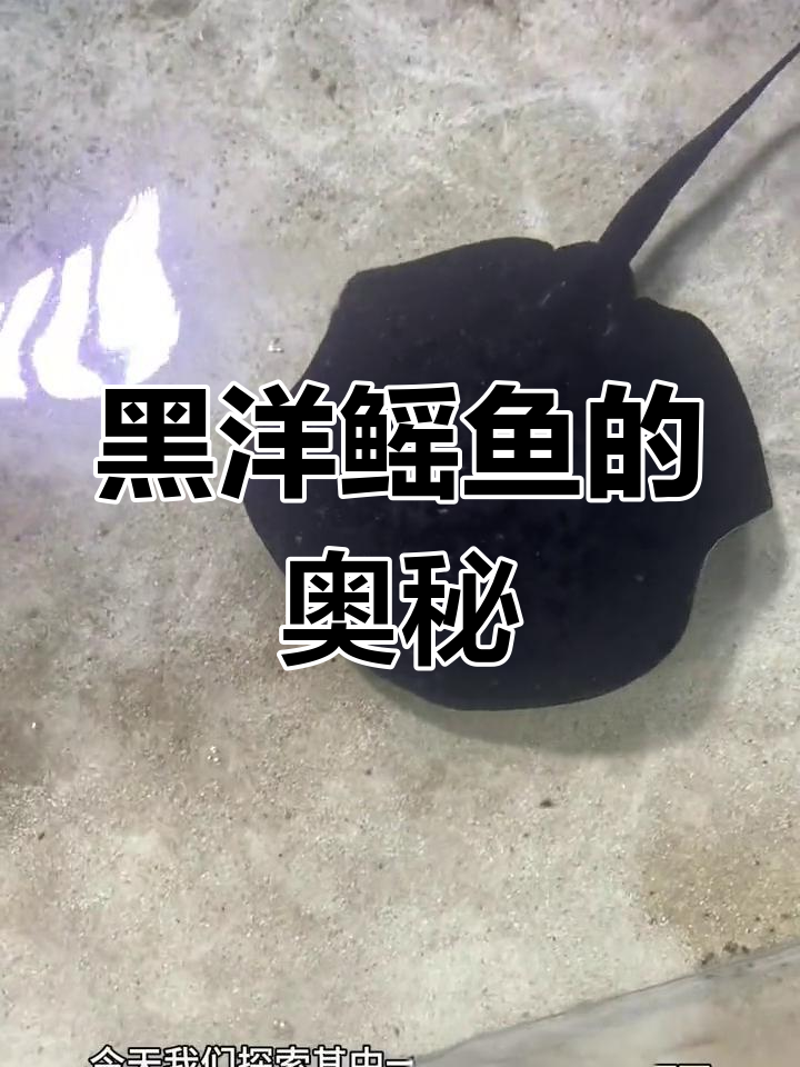 探索深海中的稀有鳐鱼种类