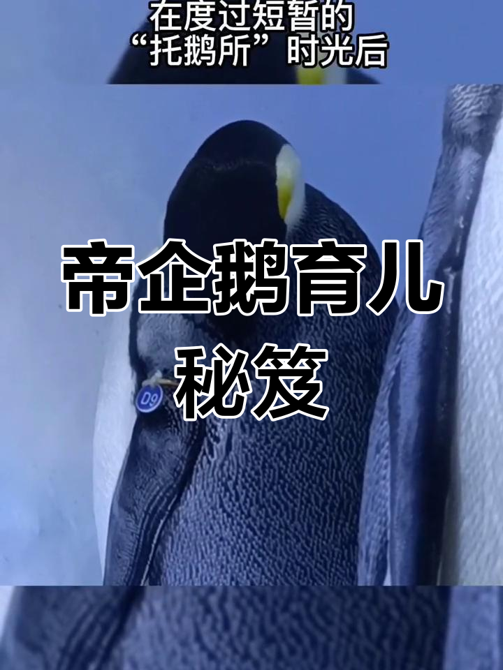 帝企鹅育儿记:宝宝们的“托养所”大揭秘!