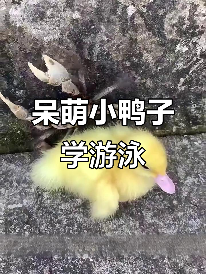 小鸭子和小螃蟹的春天冒险,游泳洗澡超萌!