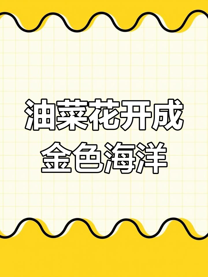四川千亩油菜花盛开,金海翻滚春意浓