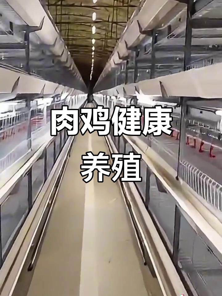 肉鸡养殖设备齐全,舒适空间与精准喂食助力健康成长