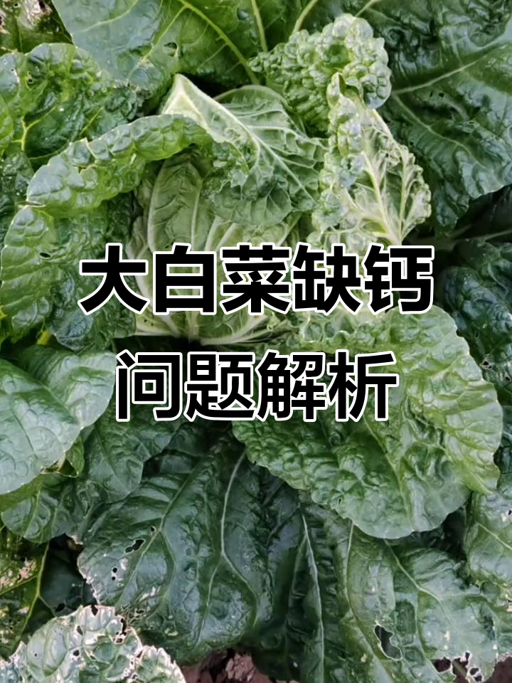 大白菜干烧心软腐病防治难题,补钙才是关键