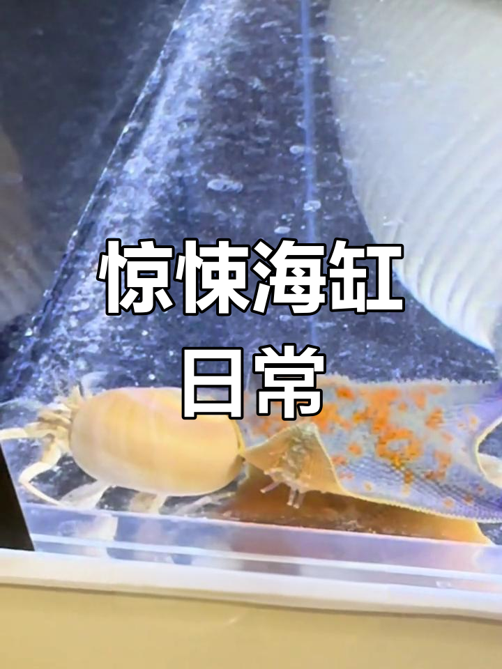 海缸开缸失败,派大星上演职场霸凌,小丑鱼失踪真相揭秘
