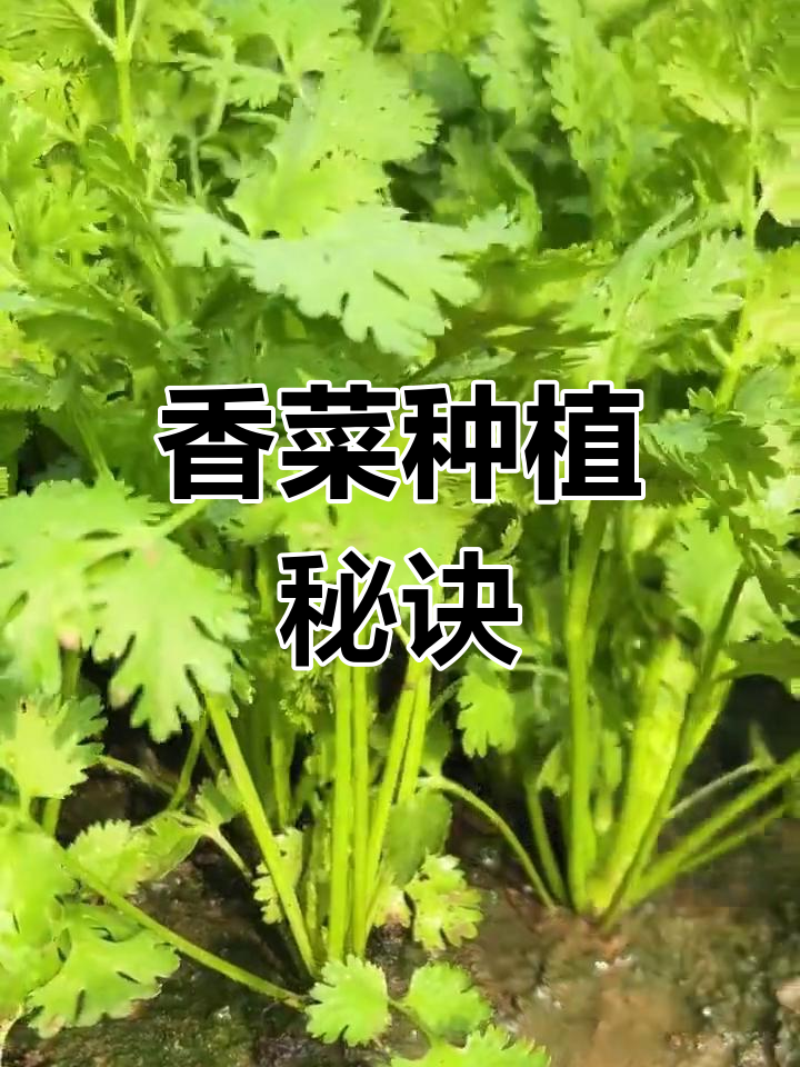 如何让香菜长得又粗又壮?这些小技巧你必须知道
