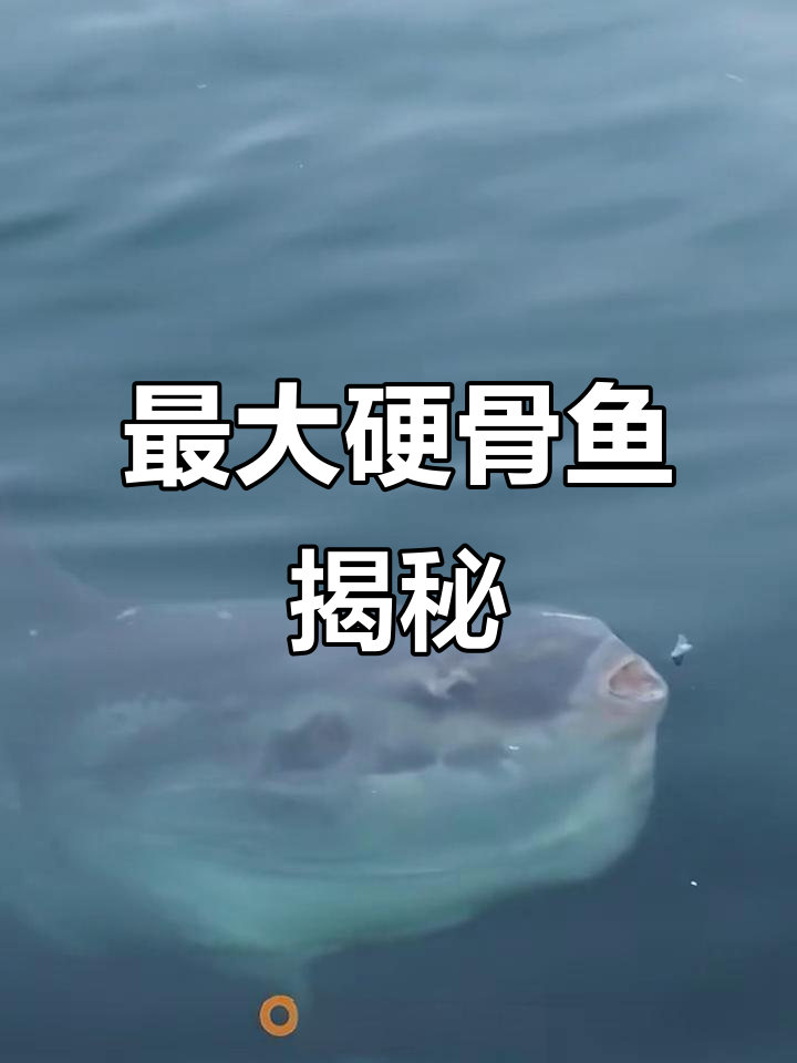 翻车鱼:海洋中的巨型硬骨鱼,竟然能长这么大!