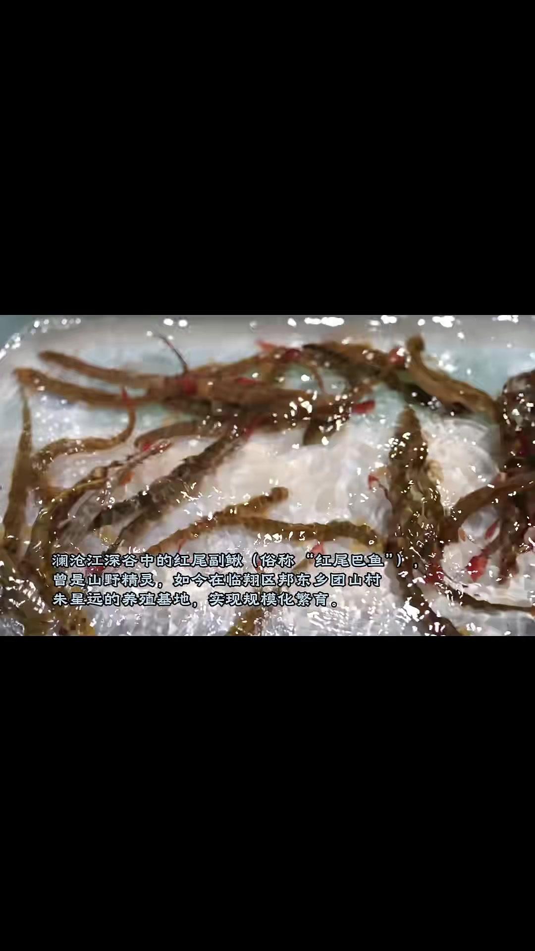 一条红尾鱼让一个乡村产业的种子正在生根发芽#红尾副鳅#乡村振兴#农业养殖（摄制：梅新强张云