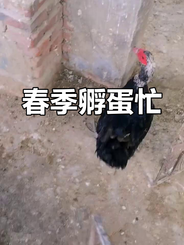 春天孵化高峰,番鸭、黑鸭蛋大丰收