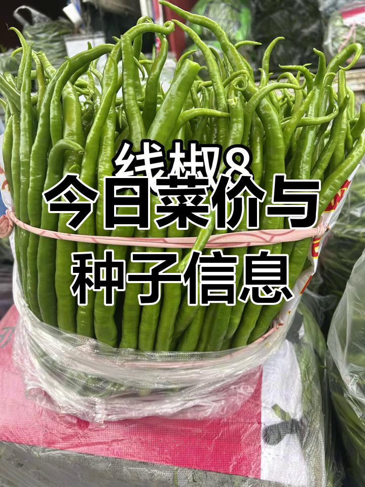 3月21日蔬菜种子价格大揭秘,速来了解