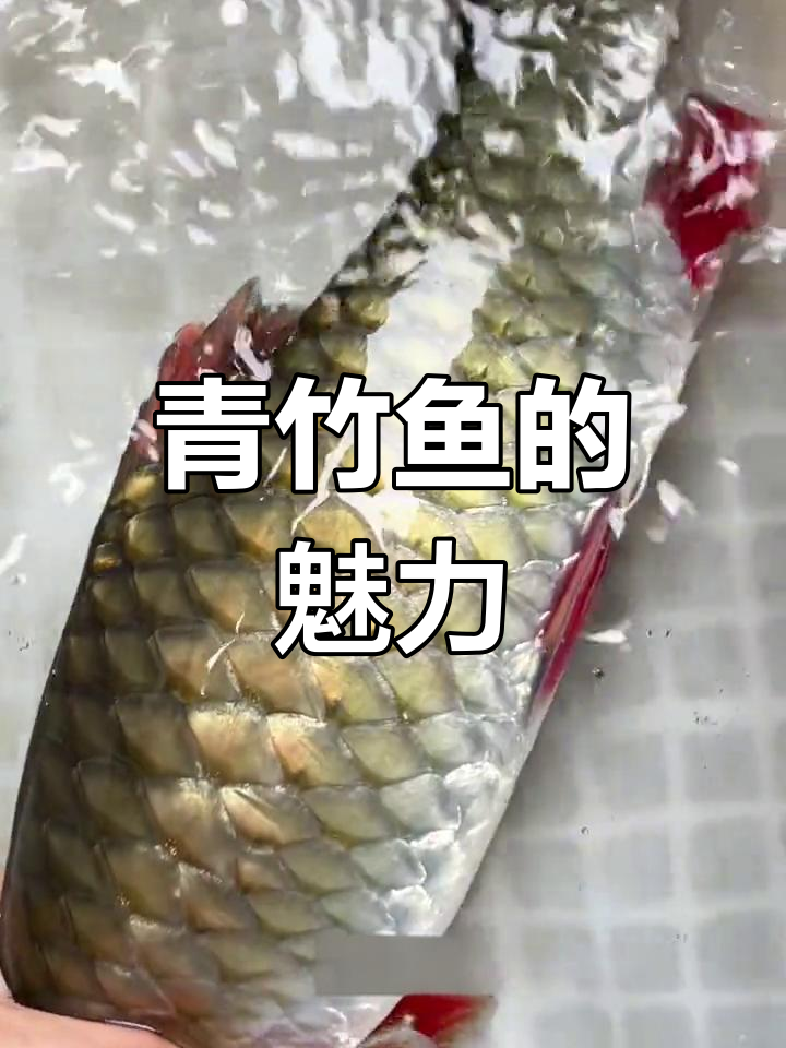 青竹鱼:江河中的美丽观赏鱼