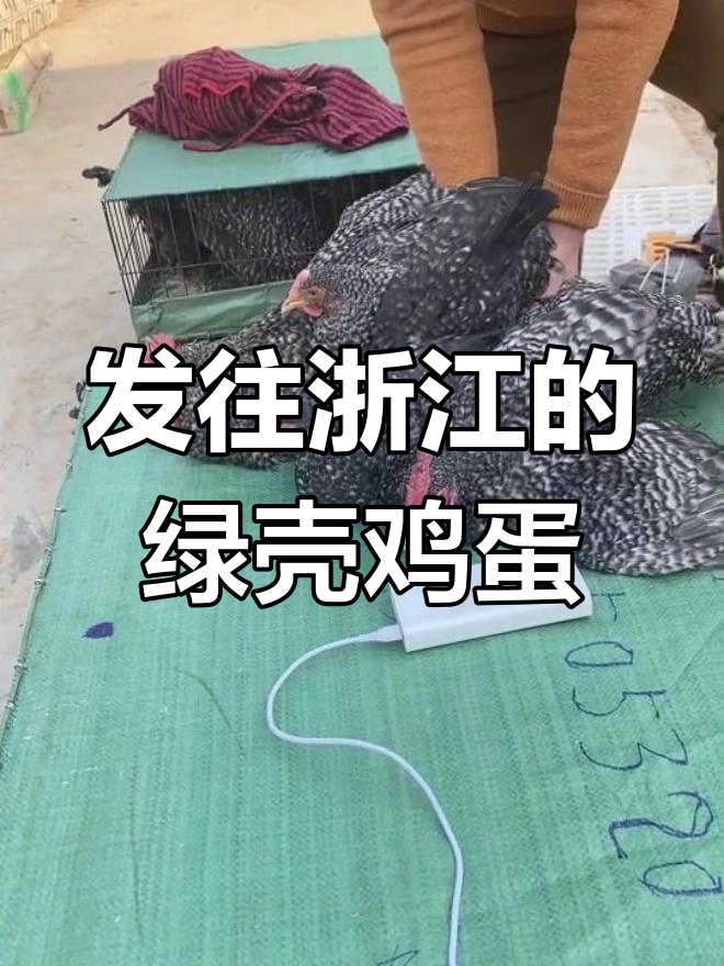 芦花鸡产绿壳蛋,发往浙江