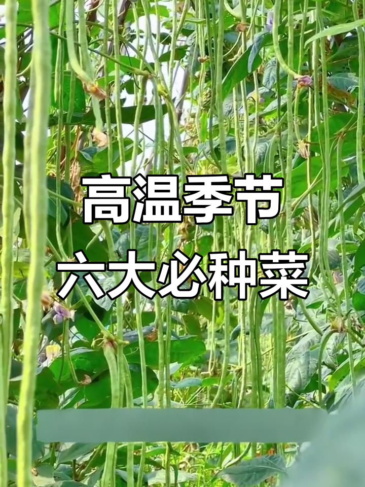 7月高温种这些蔬菜,耐热又高产