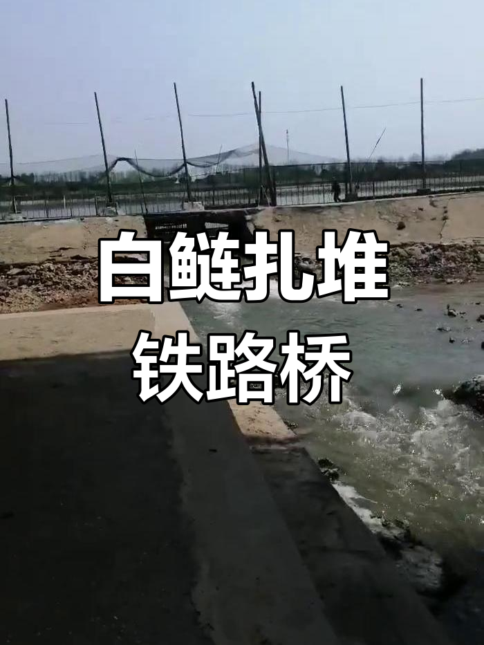 3月22日铁路桥白鲢成群,半斤小鱼超多