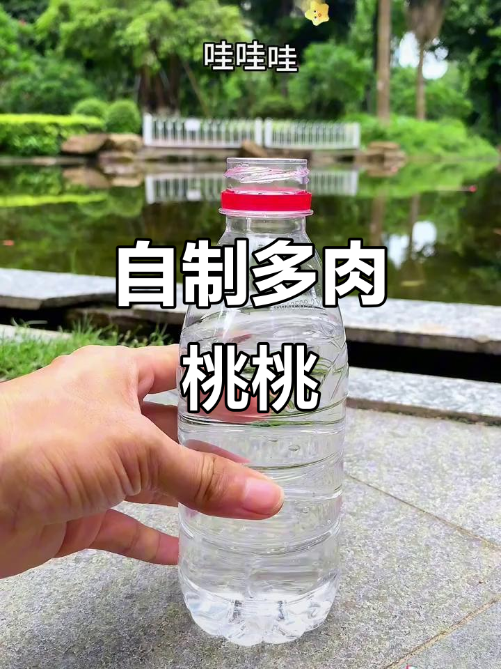 湖边自制多肉桃桃,清凉一夏从这一杯开始