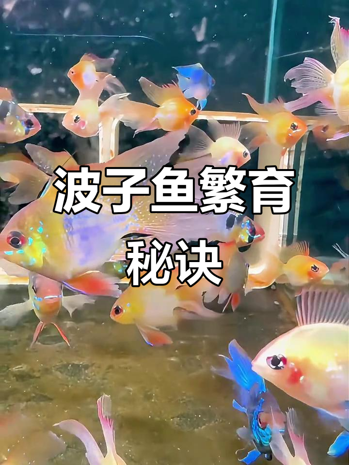 揭秘波子鱼苗繁殖,水质与孵化技巧大公开!