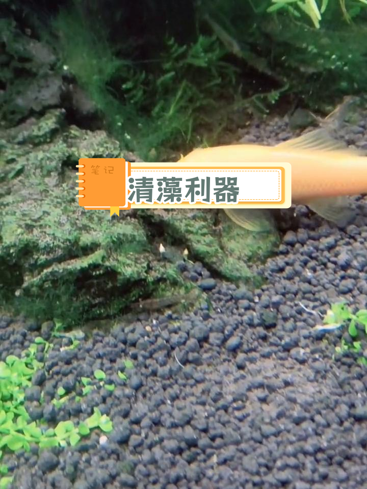 青苔鼠鱼:高效清理藻类与残渣
