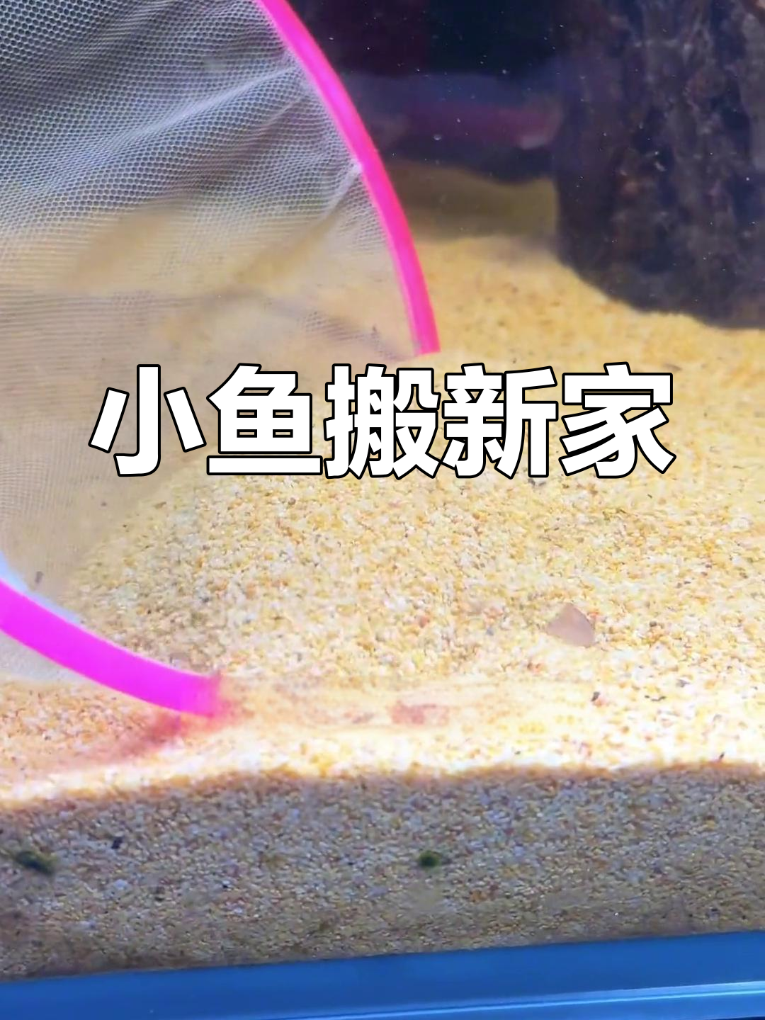 鱼爸鱼妈忙不过来,小鱼搬家计划启动
