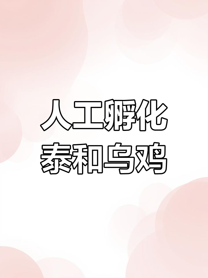 泰和乌鸡孵化全过程，21天破壳成小鸡