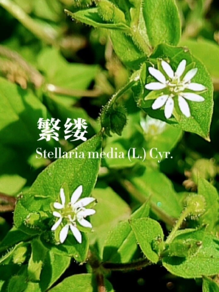 身边的植物57|繁缕(鹅肠菜)