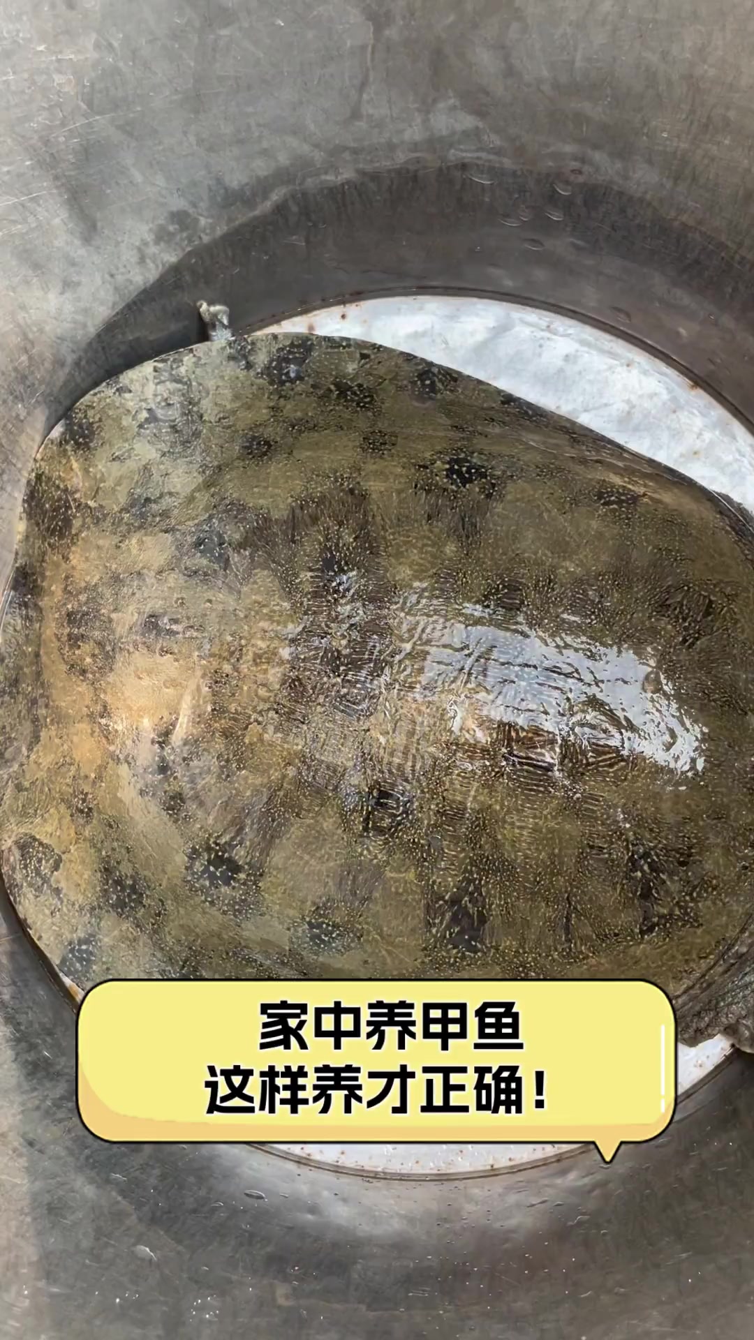家中养甲鱼,这样养才正确!