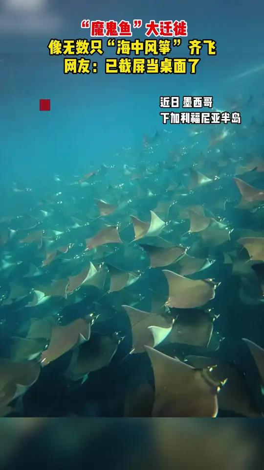 “魔鬼鱼”大迁徙，像无数只“海中风筝” 齐飞，网友：已截屏当桌面了！
