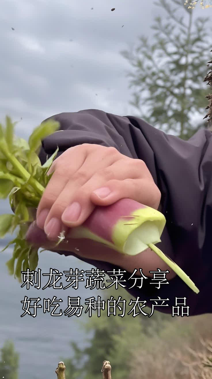 刺龙芽蔬菜分享,好吃易种的农产品