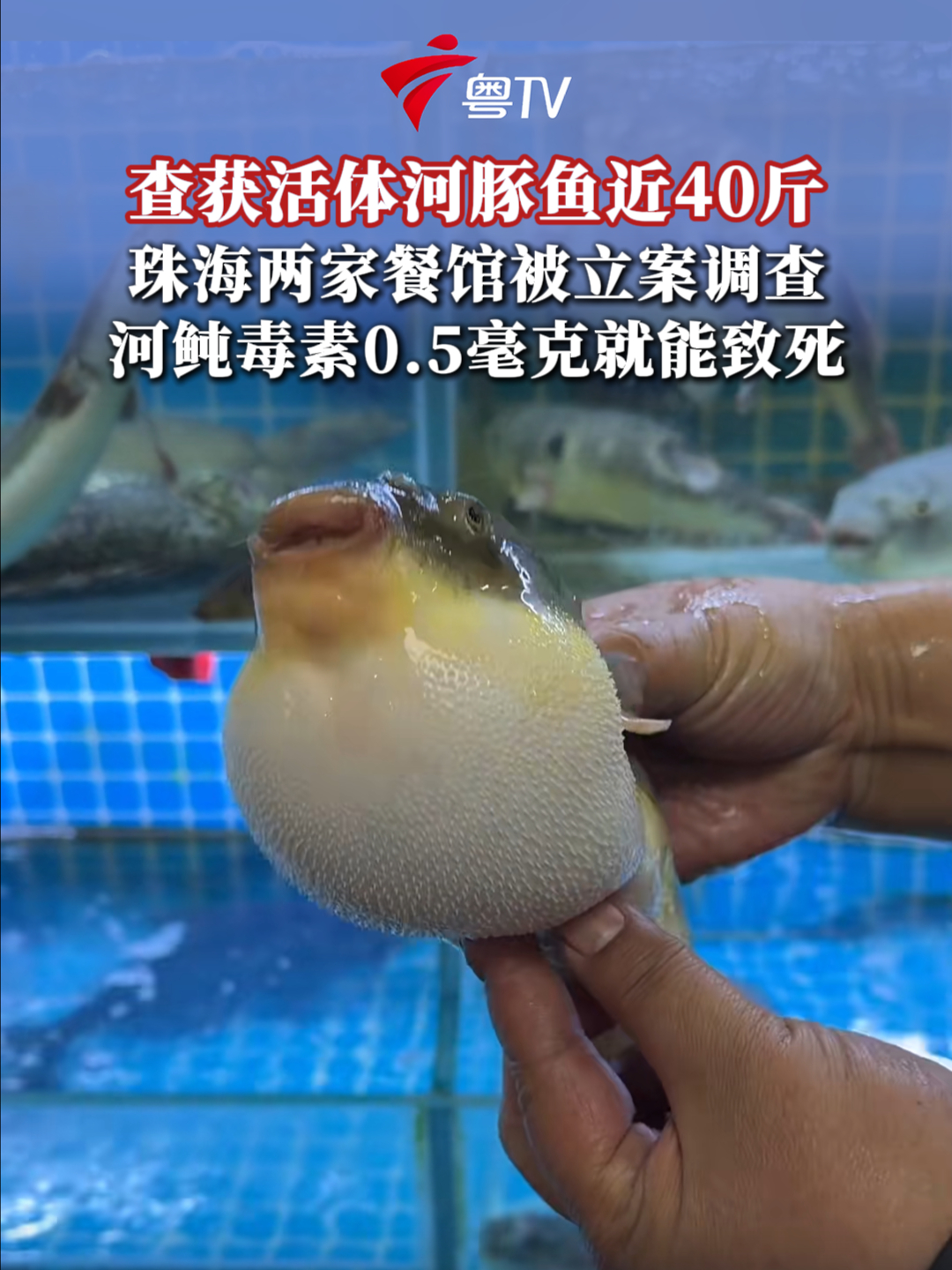 查获活体河豚鱼近40斤,珠海两家餐馆被立案调查,河鲀毒素0.5毫克就能致死
