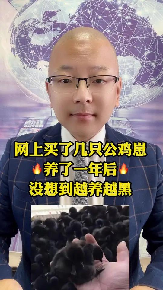 网上买了几只公鸡崽养了一年后没想到越养越黑 网上买了几只公鸡崽 养了一年后 没想到越养越黑