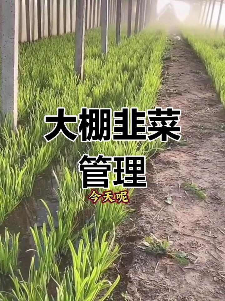 冬季大棚韭菜种植技巧