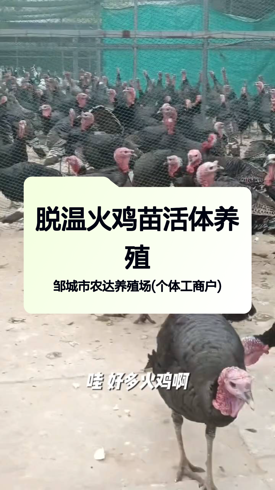 脱温火鸡苗活体养殖