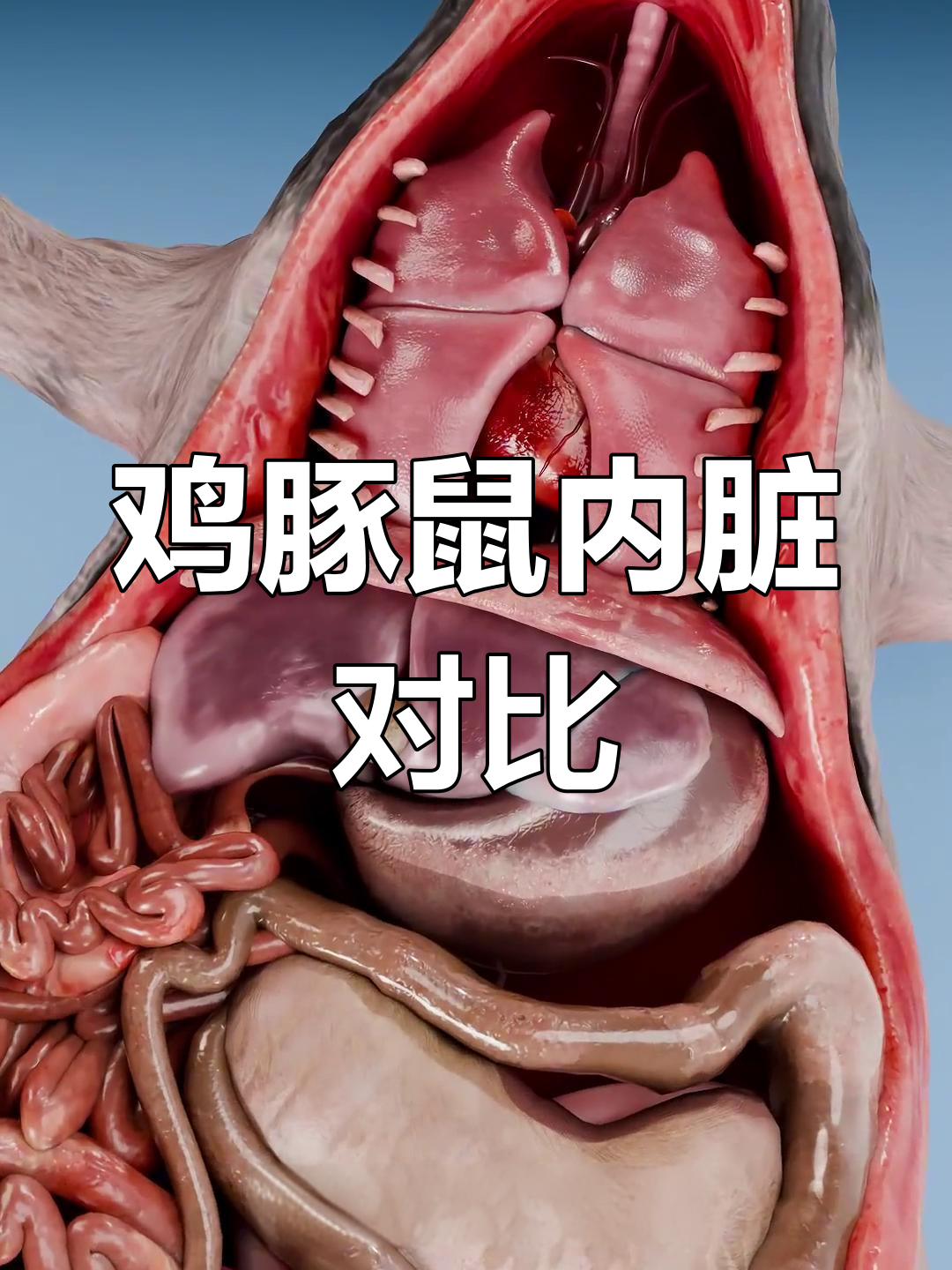 鸡与豚鼠的内部结构大揭秘:心脏、肺、肝等器官全解析