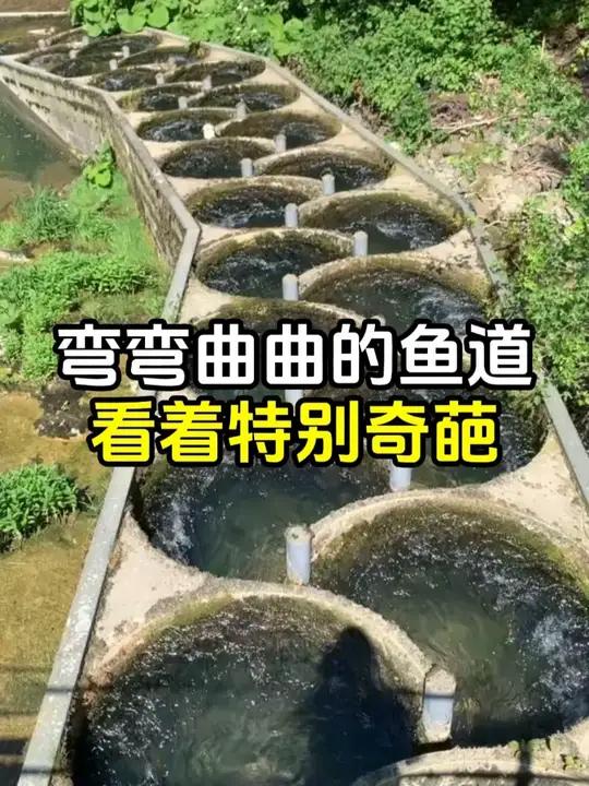 弯弯曲曲的鱼梯,帮助鱼类完成洄游!