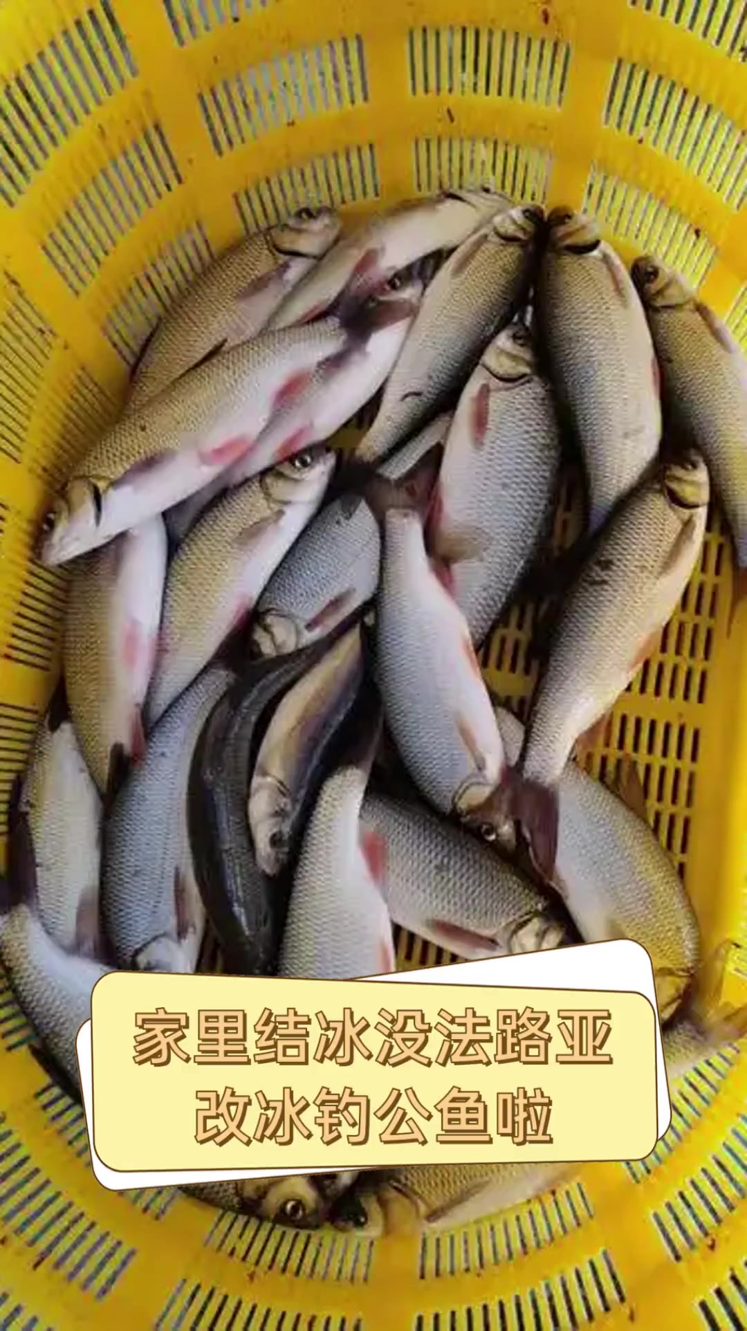 家里结冰没法路亚,改冰钓公鱼啦
