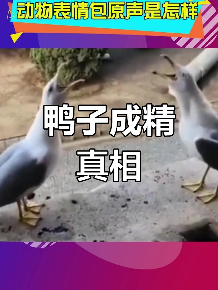 鸭子表情包背后的秘密,竟然是真的!
