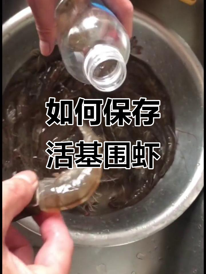 活基围虾保存技巧,轻松保持新鲜