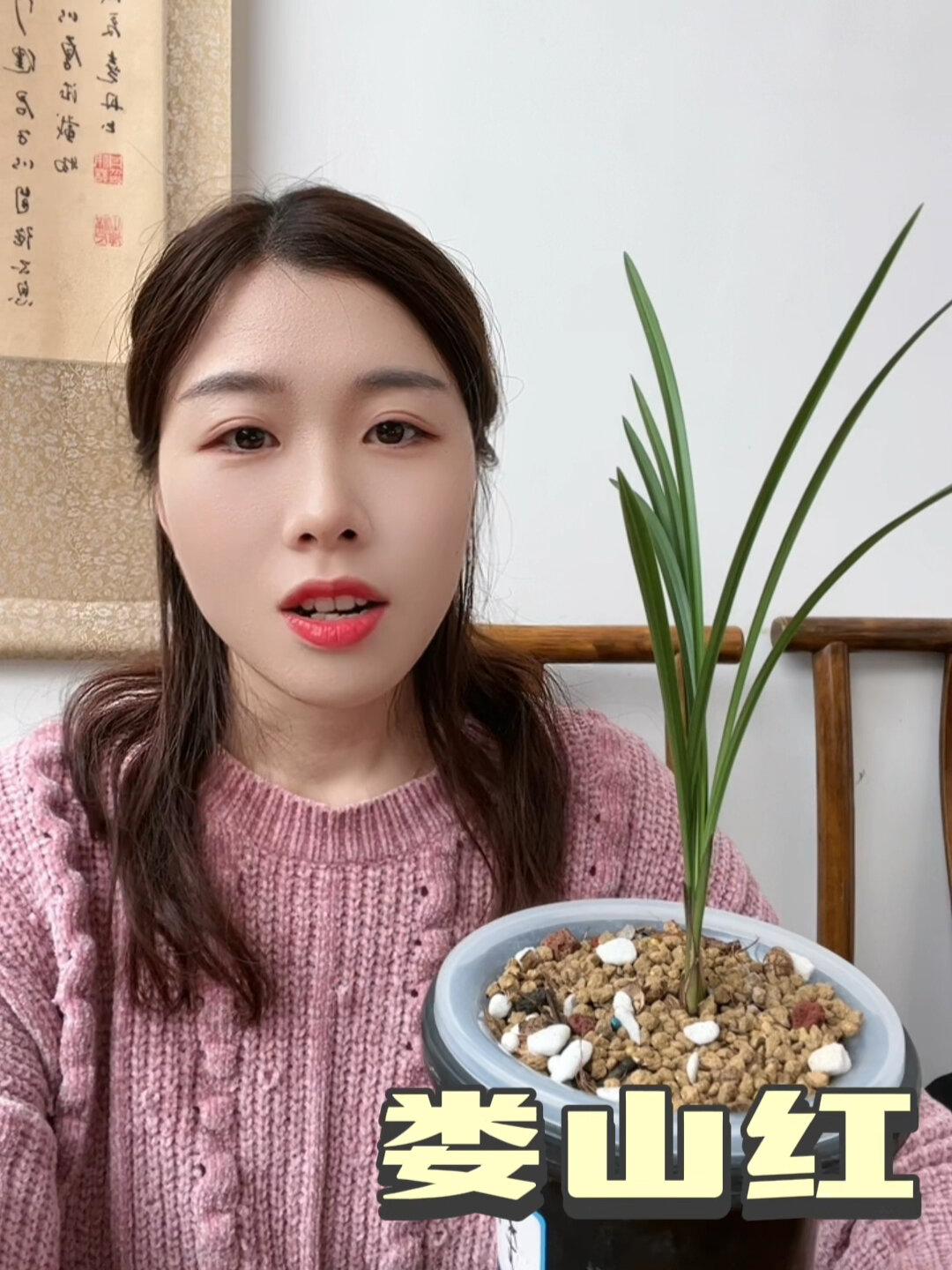 娄山红是春兰里非常高级的一颗穿版的血红花外瓣很厚糯花型硕大红