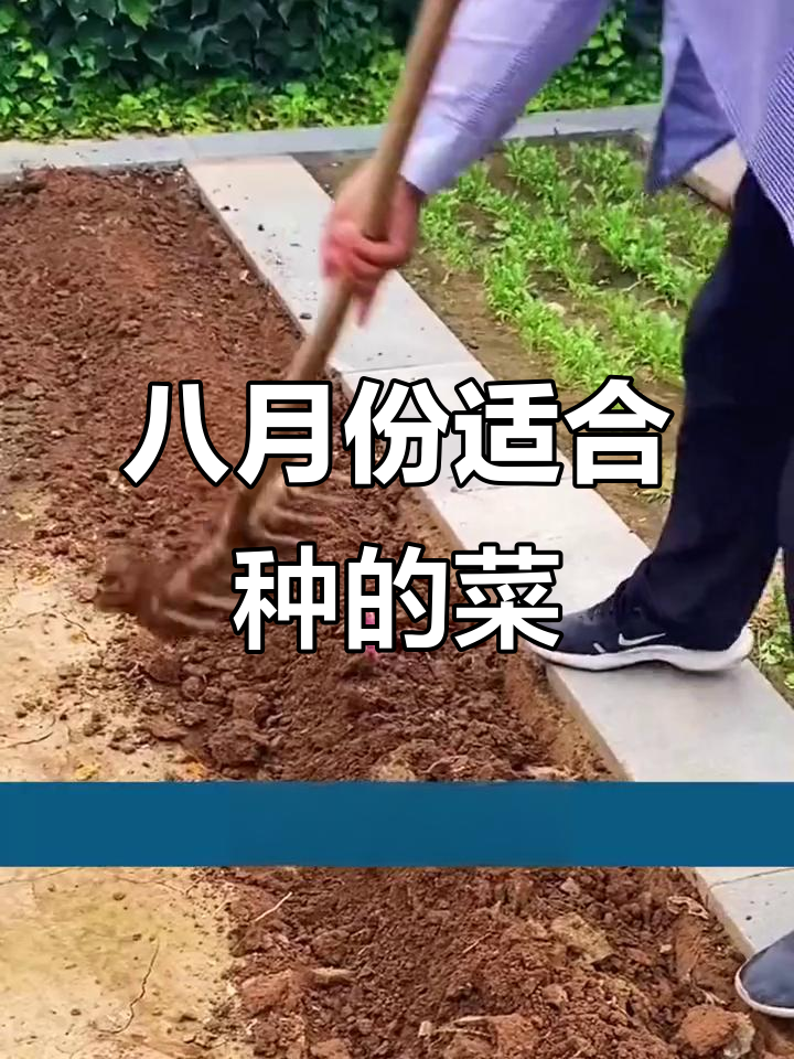 8月种什么蔬菜最合适?这些品种不容错过