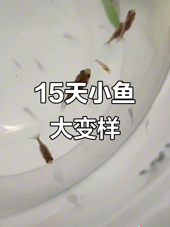 小鱼成长记:从盆到整理箱,差距一目了然