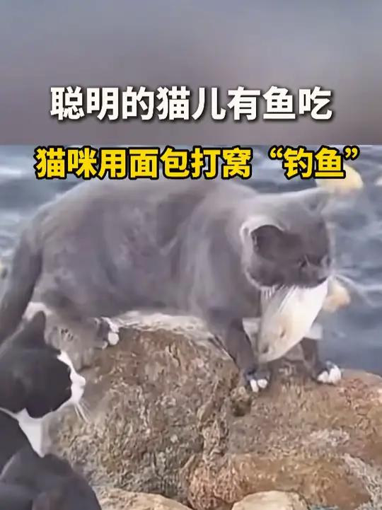 聪明的猫儿有鱼吃,猫咪用面包打窝钓鱼
