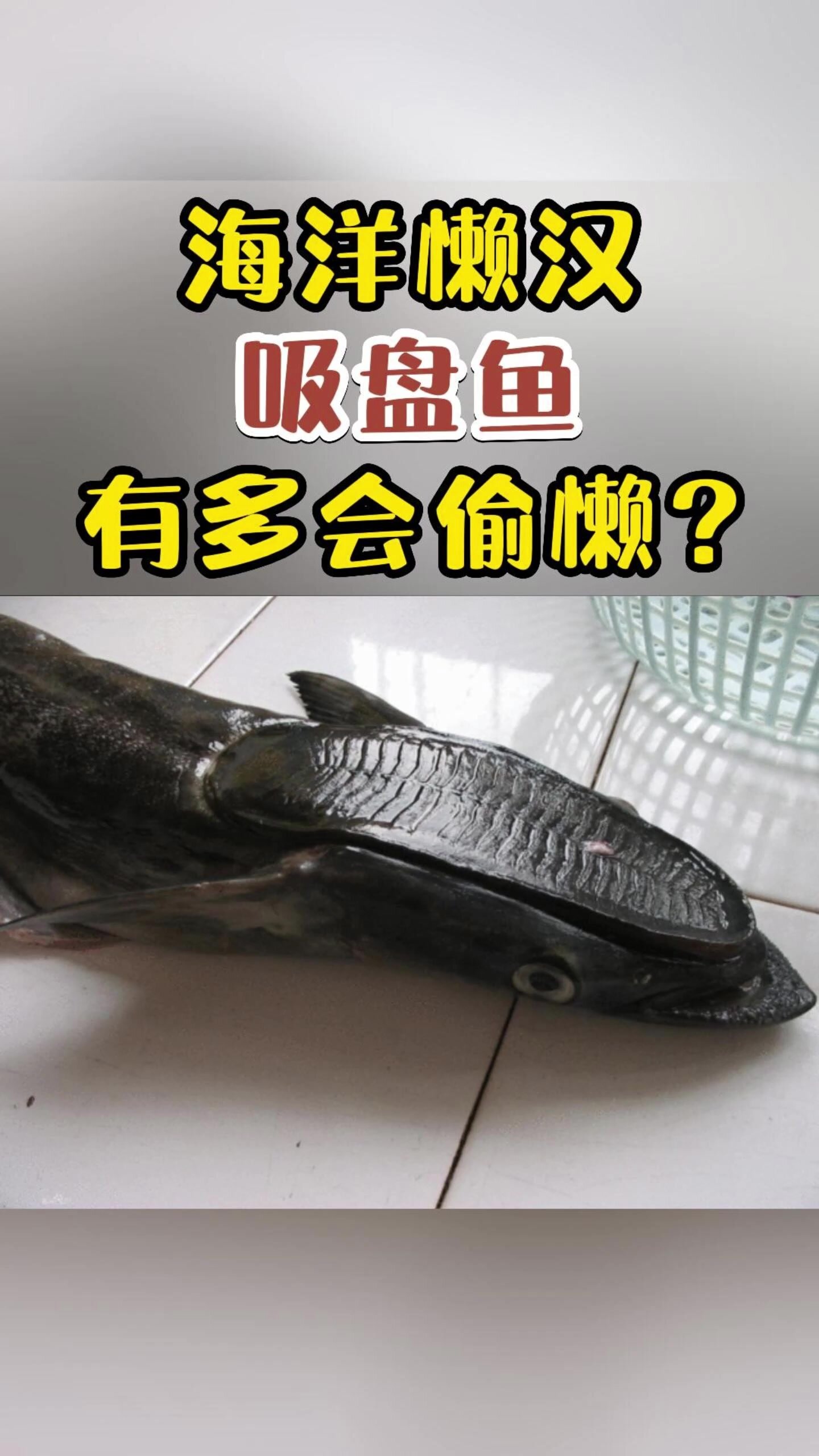 喜欢吸附在鲨鱼身上的吸盘鱼,有多会偷懒?