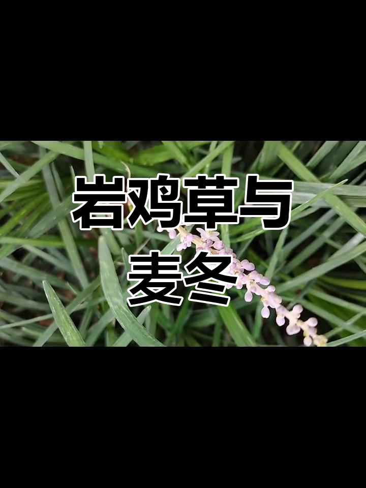 南宁路边常见草本植物:岩鸡草与麦冬