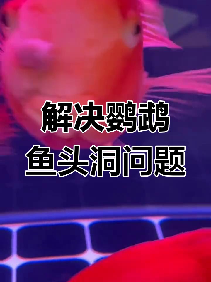 鹦鹉鱼头洞症状解析