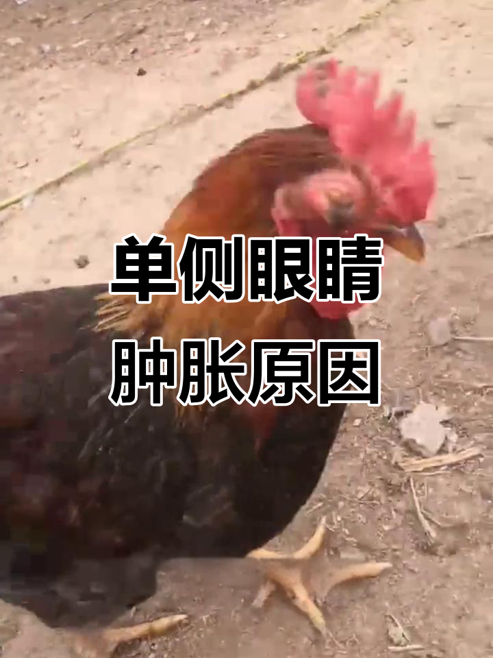 鸡眼肿瞎?这可能是支原体感染,治疗方案要分清