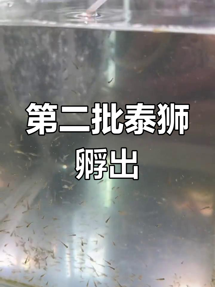 泰狮将军鱼苗孵化全过程,第二批成功率高
