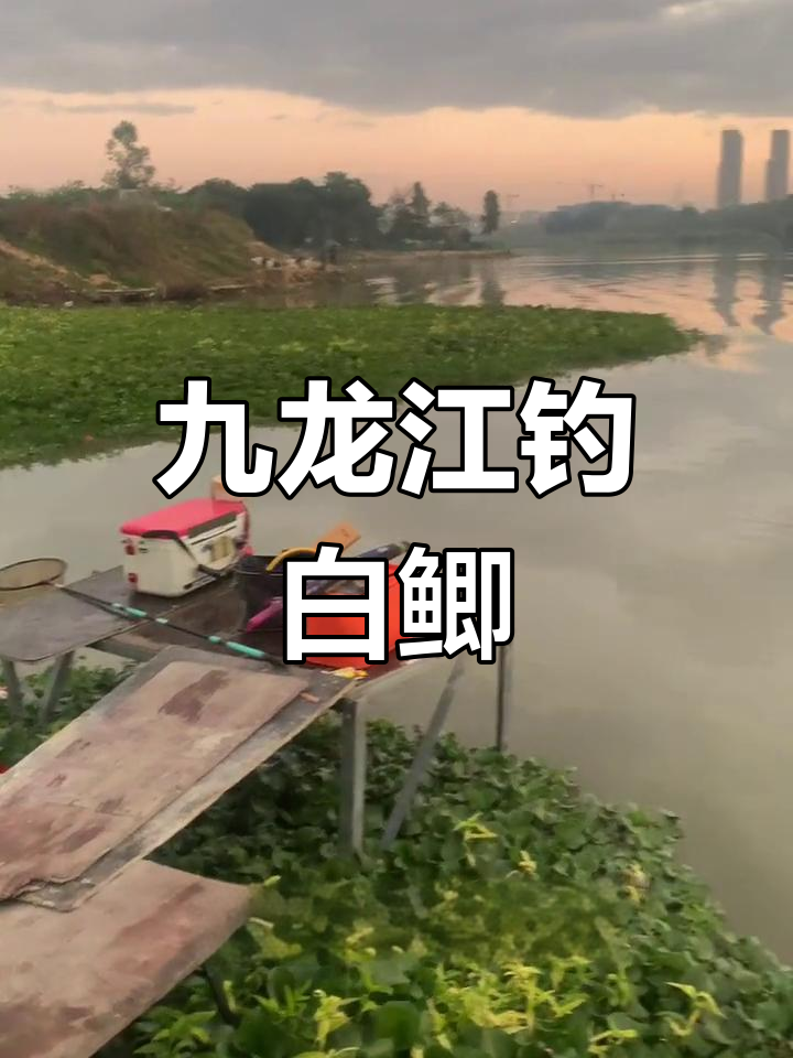 九龙江钓鱼之旅:凌晨七点挑战大板鸡,收获颇丰