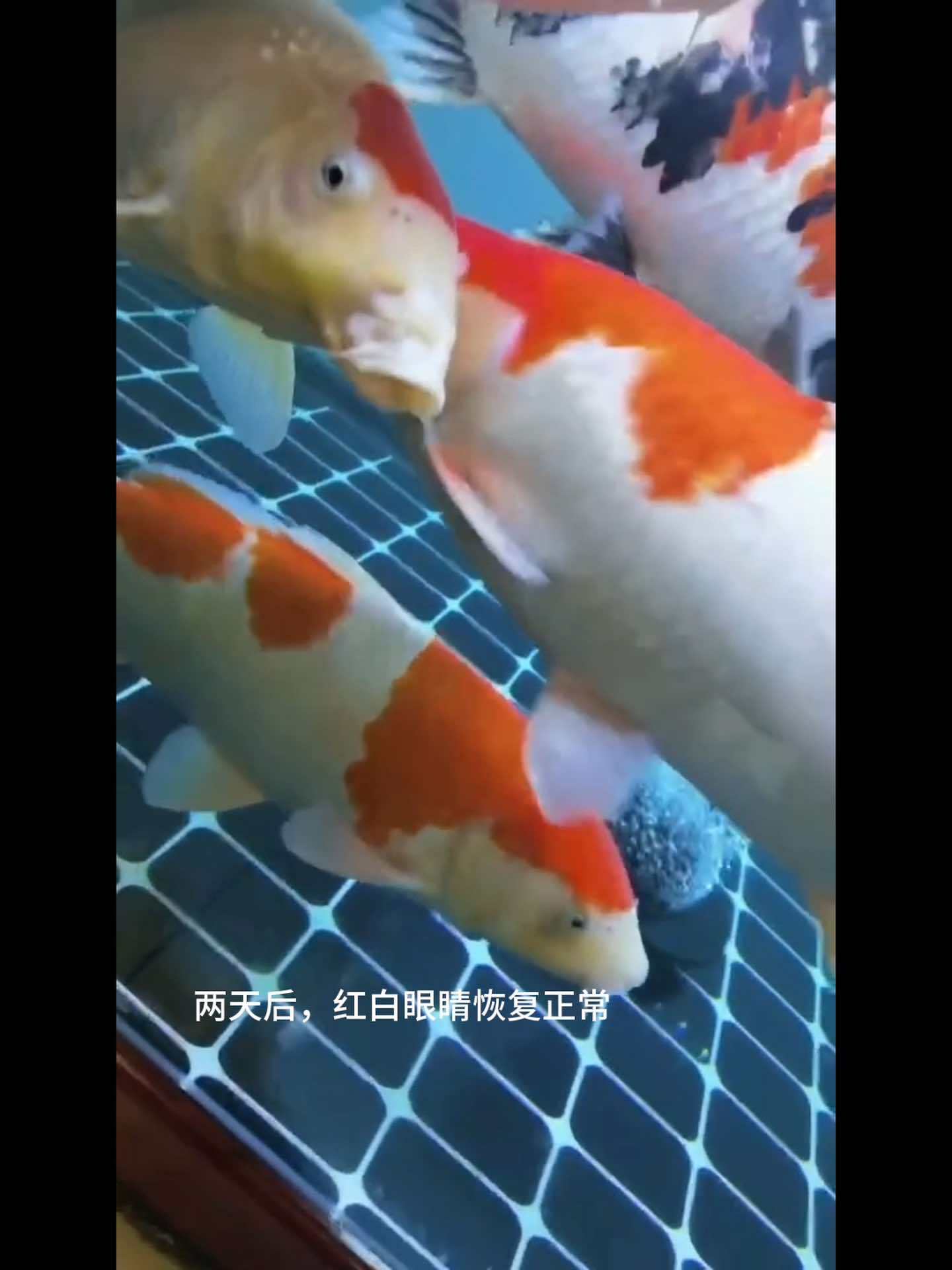 锦鲤鱼出现凸眼蒙眼两天修复 锦鲤 观赏鱼 养鱼养心 养鱼日记 水族